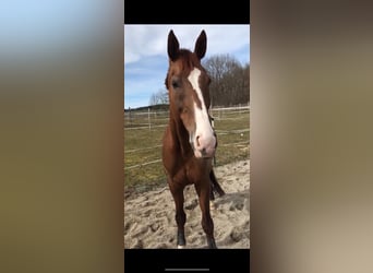 KWPN, Wallach, 21 Jahre, 175 cm, Dunkelfuchs