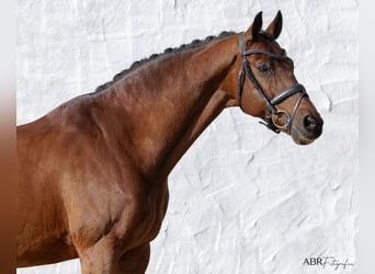 KWPN, Wallach, 21 Jahre, Rotbrauner