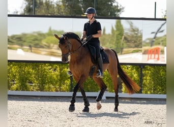 KWPN, Wallach, 21 Jahre, Rotbrauner