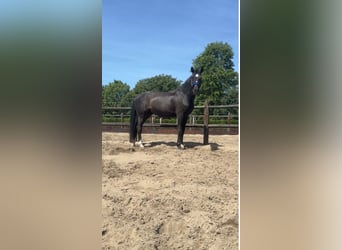 KWPN, Wallach, 22 Jahre, 170 cm, Dunkelbrauner