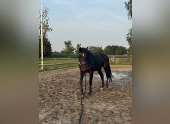 KWPN, Wallach, 23 Jahre, 173 cm, Rappe