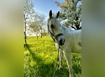 KWPN, Wallach, 24 Jahre