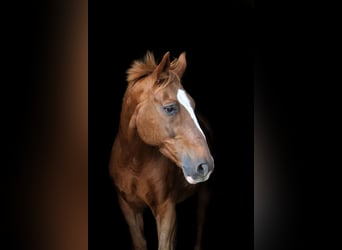 KWPN, Wallach, 28 Jahre, 167 cm, Fuchs