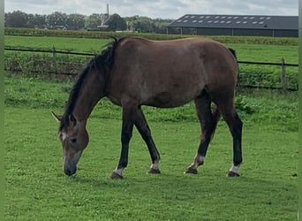 KWPN, Wallach, 2 Jahre, 154 cm, Brauner