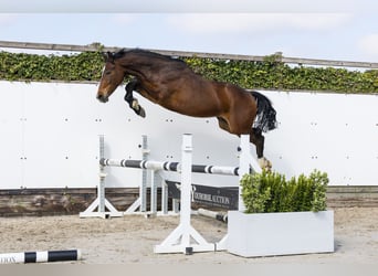 KWPN, Wallach, 2 Jahre, 154 cm, Brauner