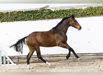 KWPN, Wallach, 2 Jahre, 154 cm, Brauner