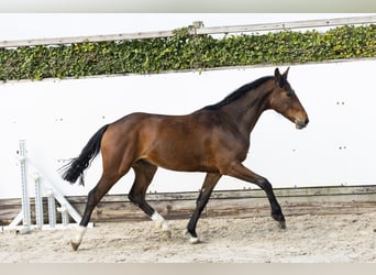 KWPN, Wallach, 2 Jahre, 154 cm, Brauner