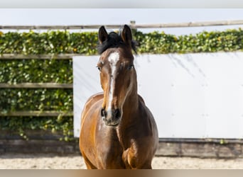 KWPN, Wallach, 2 Jahre, 154 cm, Brauner
