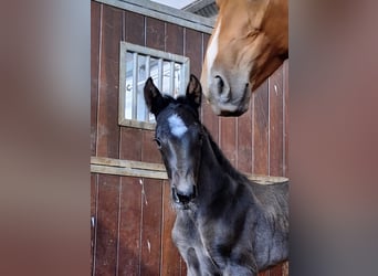 KWPN, Wallach, 2 Jahre, 154 cm, Fuchs
