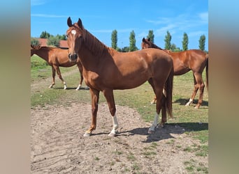 KWPN, Wallach, 2 Jahre, 154 cm, Fuchs