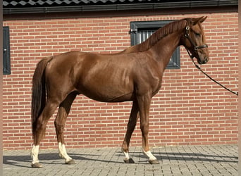 KWPN, Wallach, 2 Jahre, 160 cm, Dunkelfuchs