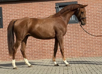 KWPN, Wallach, 2 Jahre, 160 cm, Dunkelfuchs