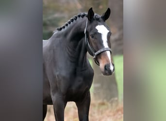 KWPN, Wallach, 2 Jahre, 164 cm, Dunkelbrauner