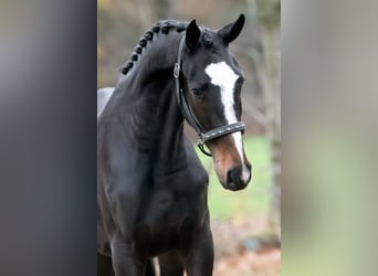 KWPN, Wallach, 2 Jahre, 164 cm, Dunkelbrauner