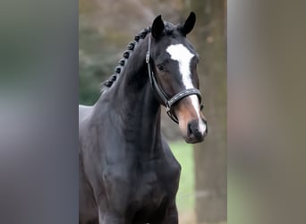 KWPN, Wallach, 2 Jahre, 164 cm, Dunkelbrauner