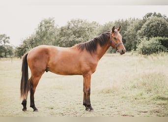 KWPN, Wallach, 2 Jahre, 165 cm, Brauner