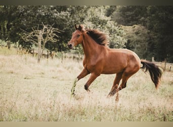 KWPN, Wallach, 2 Jahre, 165 cm, Brauner