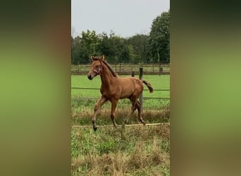 KWPN, Wallach, 2 Jahre, 165 cm, Brauner