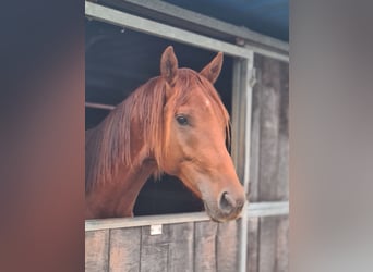 KWPN, Wallach, 2 Jahre, 165 cm, Fuchs