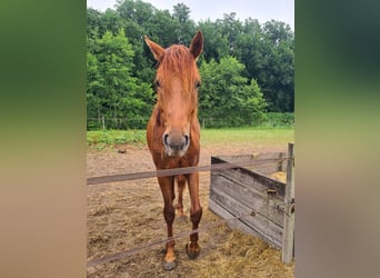 KWPN, Wallach, 2 Jahre, 165 cm, Fuchs