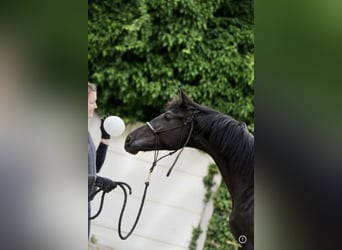 KWPN, Wallach, 2 Jahre, 165 cm, Rappe