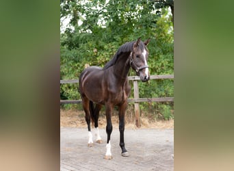 KWPN, Wallach, 2 Jahre, 167 cm, Dunkelbrauner