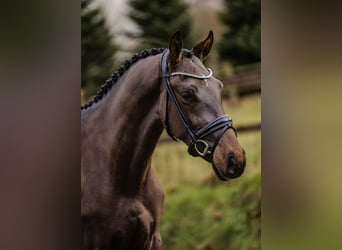 KWPN, Wallach, 2 Jahre, 167 cm, Dunkelbrauner