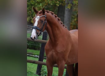 KWPN, Wallach, 2 Jahre, 167 cm, Fuchs