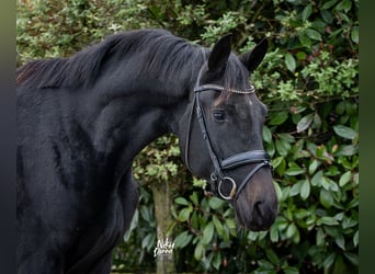 KWPN, Wallach, 2 Jahre, 167 cm, Rappe