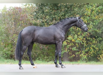 KWPN, Wallach, 2 Jahre, 167 cm, Rappe