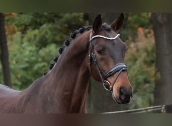 KWPN, Wallach, 2 Jahre, 168 cm, Brauner