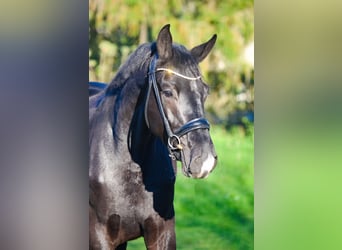 KWPN, Wallach, 2 Jahre, 168 cm, Rappe