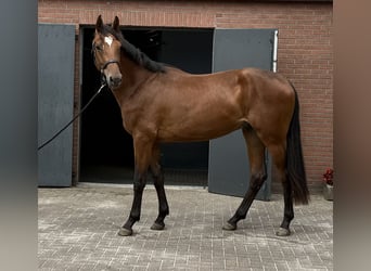 KWPN, Wallach, 2 Jahre, 170 cm, Brauner