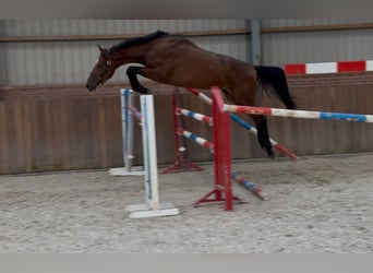 KWPN, Wallach, 2 Jahre, 170 cm, Brauner