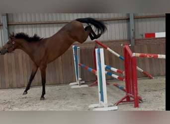 KWPN, Wallach, 2 Jahre, 170 cm, Brauner