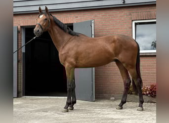 KWPN, Wallach, 2 Jahre, 170 cm, Brauner