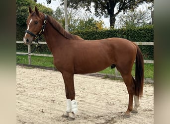 KWPN, Wallach, 2 Jahre, Fuchs