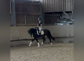 KWPN, Wallach, 3 Jahre, 153 cm, Dunkelbrauner