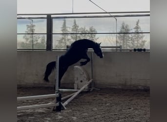 KWPN, Wallach, 3 Jahre, 153 cm, Dunkelbrauner
