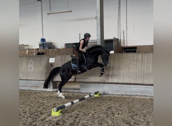 KWPN, Wallach, 3 Jahre, 153 cm, Dunkelbrauner