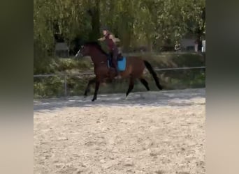 KWPN, Wallach, 3 Jahre, 153 cm, Dunkelbrauner