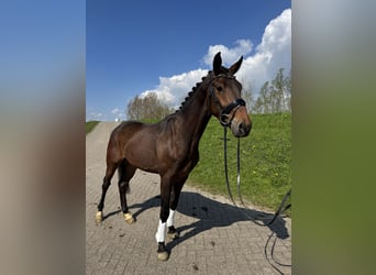 KWPN, Wallach, 3 Jahre, 160 cm, Brauner