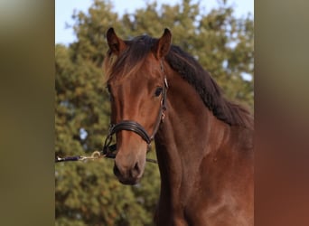 KWPN, Wallach, 3 Jahre, 160 cm, Brauner