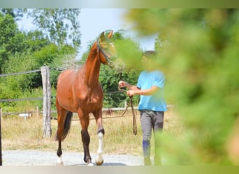 KWPN, Wallach, 3 Jahre, 160 cm, Brauner