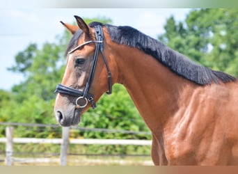 KWPN, Wallach, 3 Jahre, 160 cm, Brauner