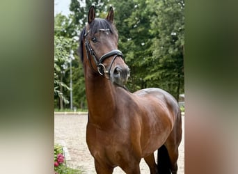 KWPN, Wallach, 3 Jahre, 160 cm, Brauner