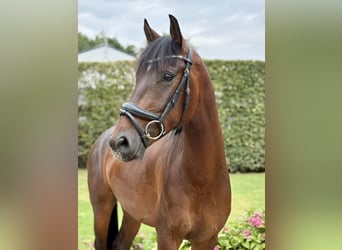 KWPN, Wallach, 3 Jahre, 160 cm, Brauner