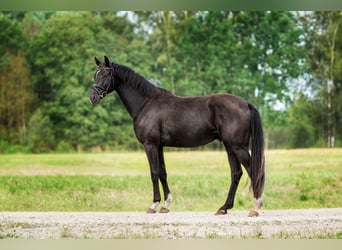 KWPN, Wallach, 3 Jahre, 160 cm