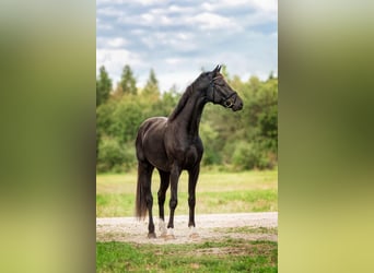 KWPN, Wallach, 3 Jahre, 160 cm