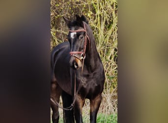 KWPN, Wallach, 3 Jahre, 160 cm, Rappe